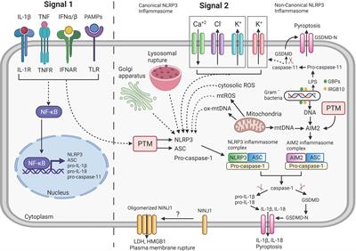 Interaction of Mycobacteria With Host Cell Inflammasomes